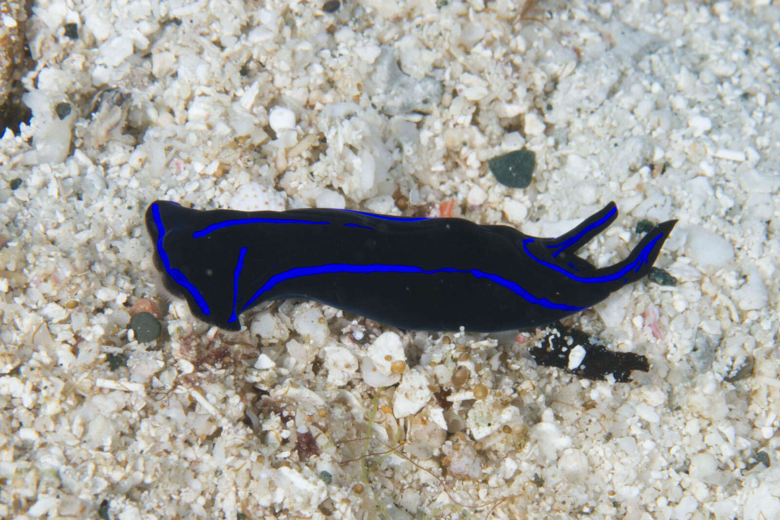 Image of Black and blue swallowtail slug