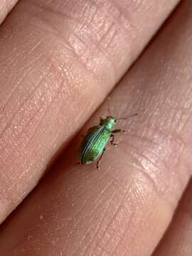 Image of Weevil