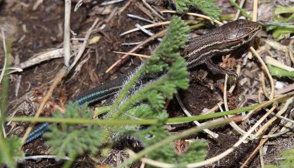 Image of Essex's Mountain Lizard