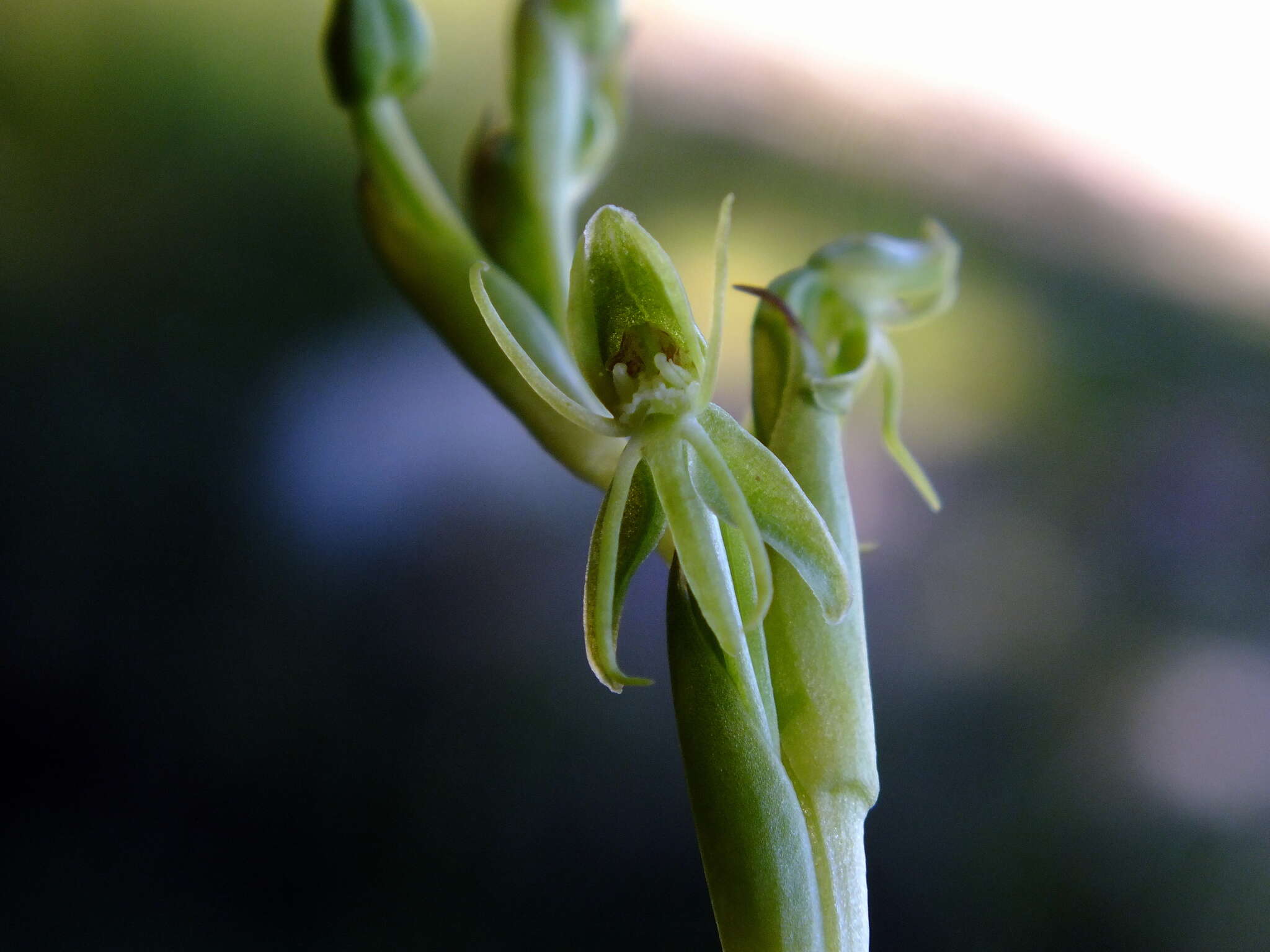 Image of Habenaria pumila Poepp.