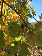 Image of Chisos red oak