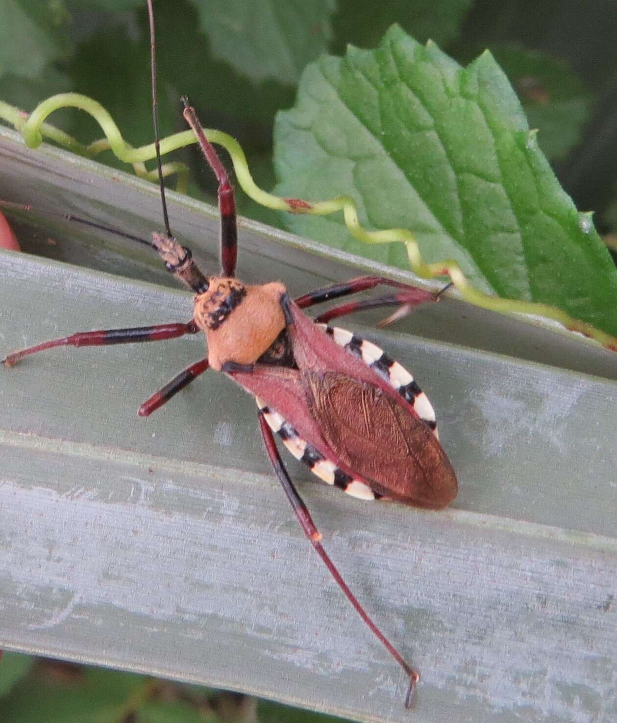 Image of Rhynocoris neavei Bergroth 1912