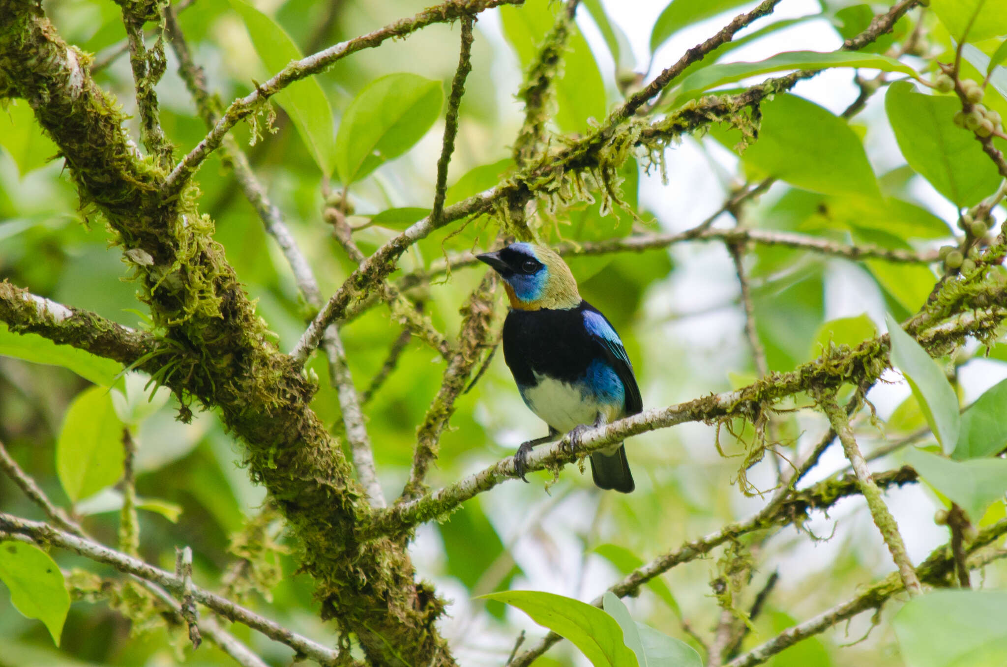 Stilpnia larvata (Du Bus de Gisignies 1846) resmi