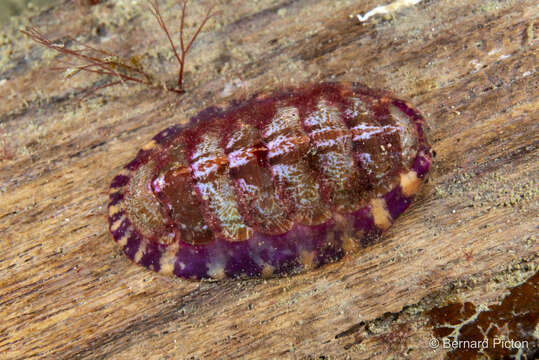 Image of lined red chiton