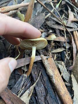 Image de Pholiota communis (Cleland & Cheel) Grgur. 1997