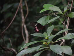 Image of Parides iphidamas (Fabricius 1793)