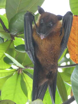 Image of Pteropus giganteus ariel G. M. Allen 1908