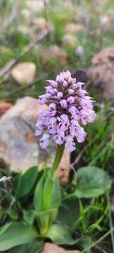 Image of Neotinea tridentata subsp. conica (Willd.) R. M. Bateman, Pridgeon & M. W. Chase