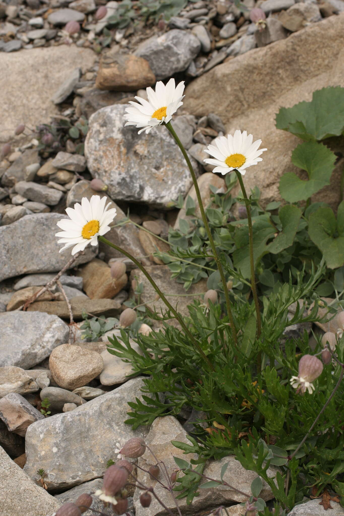 Image of Leucanthemum coronopifolium subsp. coronopifolium