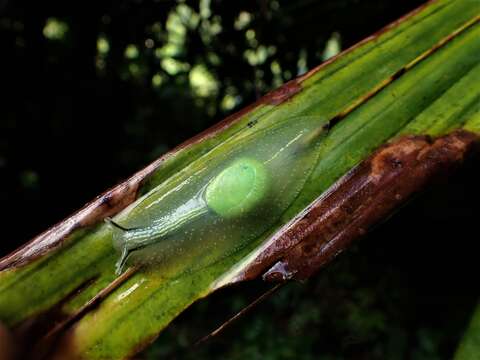 Imagem de <i>Gaeotis nigrolineata</i>