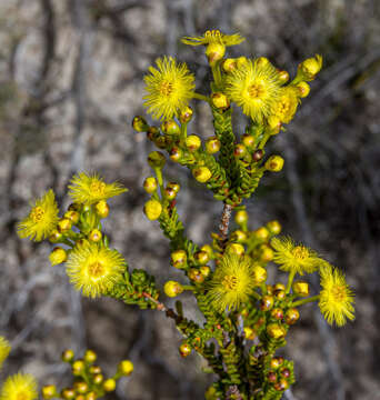 Image de Verticordia grandiflora Endl.