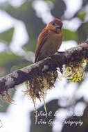 Plancia ëd Pachyramphus cinnamomeus Lawrence 1861