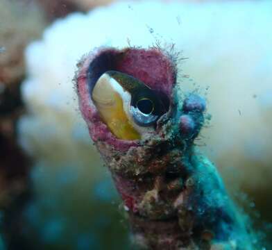 Image of Biting Blenny