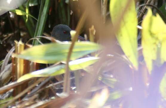 Image of Madagascan Rail