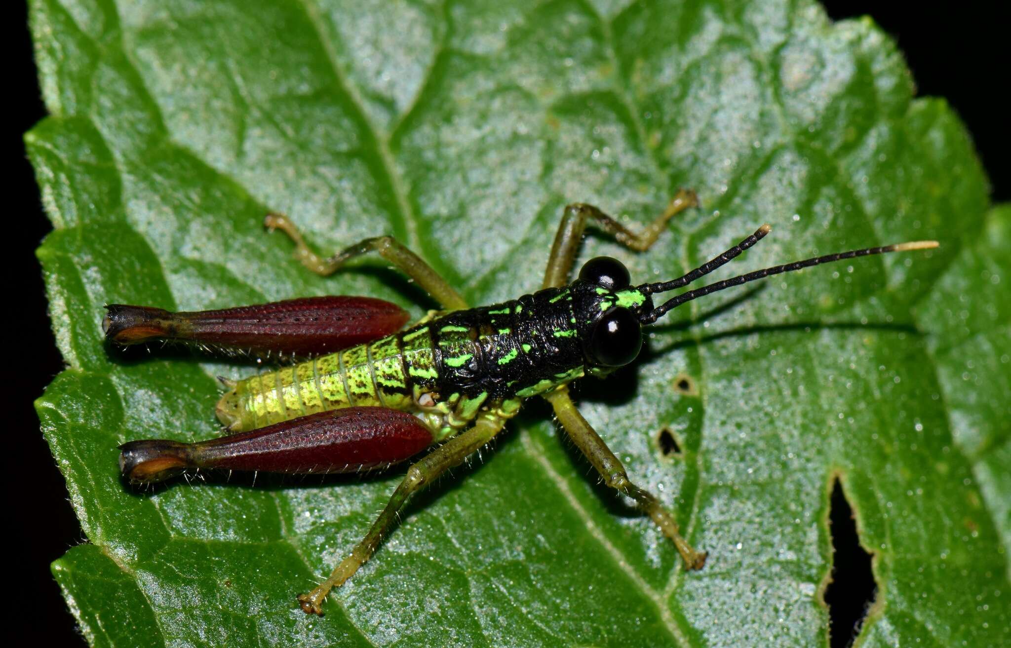 Galidacris variabilis Descamps & Amédégnato 1972的圖片