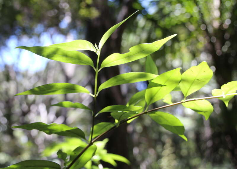 صورة Geniostoma ligustrifolium var. ligustrifolium