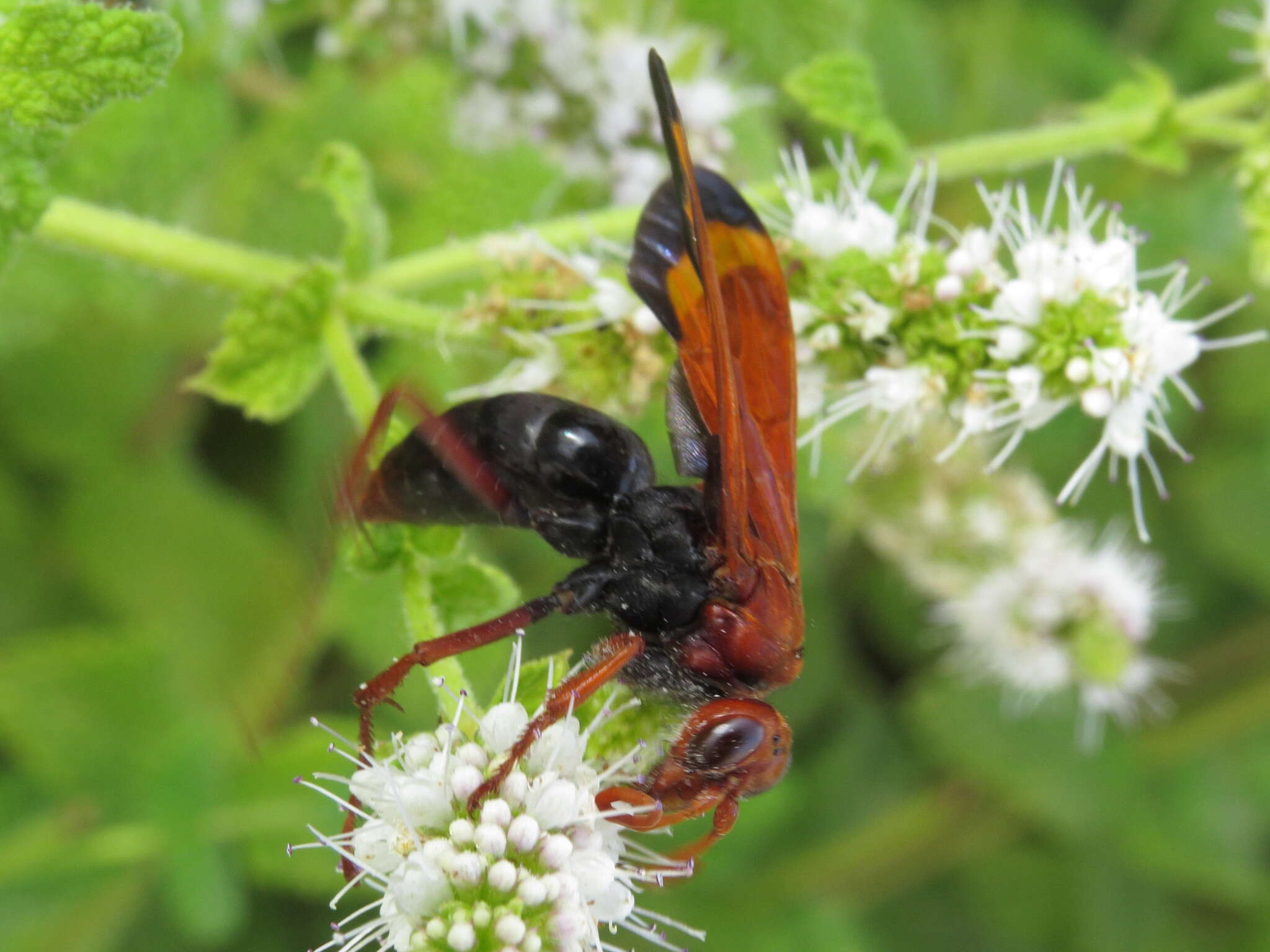 صورة Hemipepsis mauritanica (Linnaeus 1767)