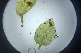 Image of <i>Rhynchostegium aquaticum</i>