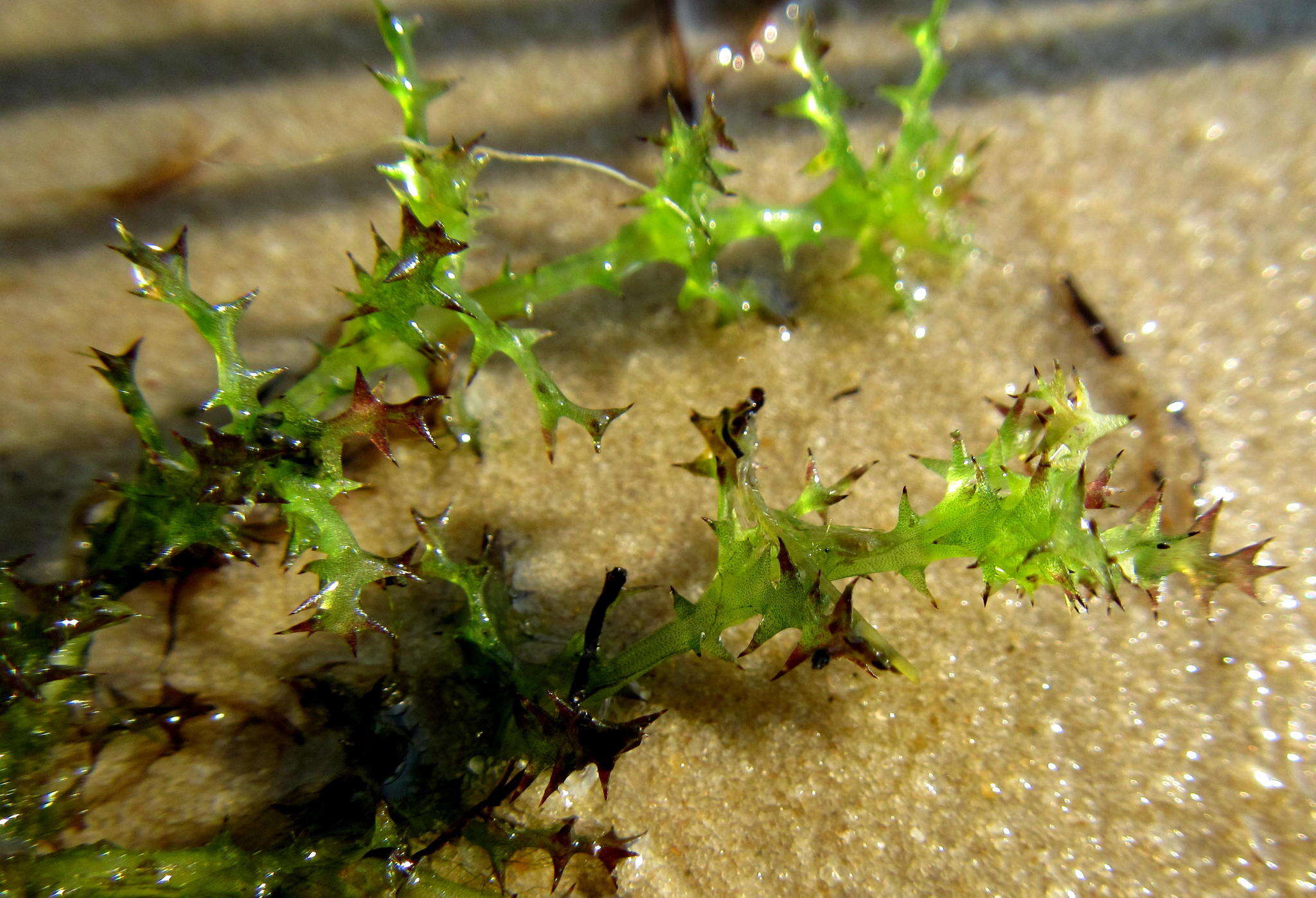 Image of Najas marina var. intermedia (Wolfg. ex Gorski) Rendle