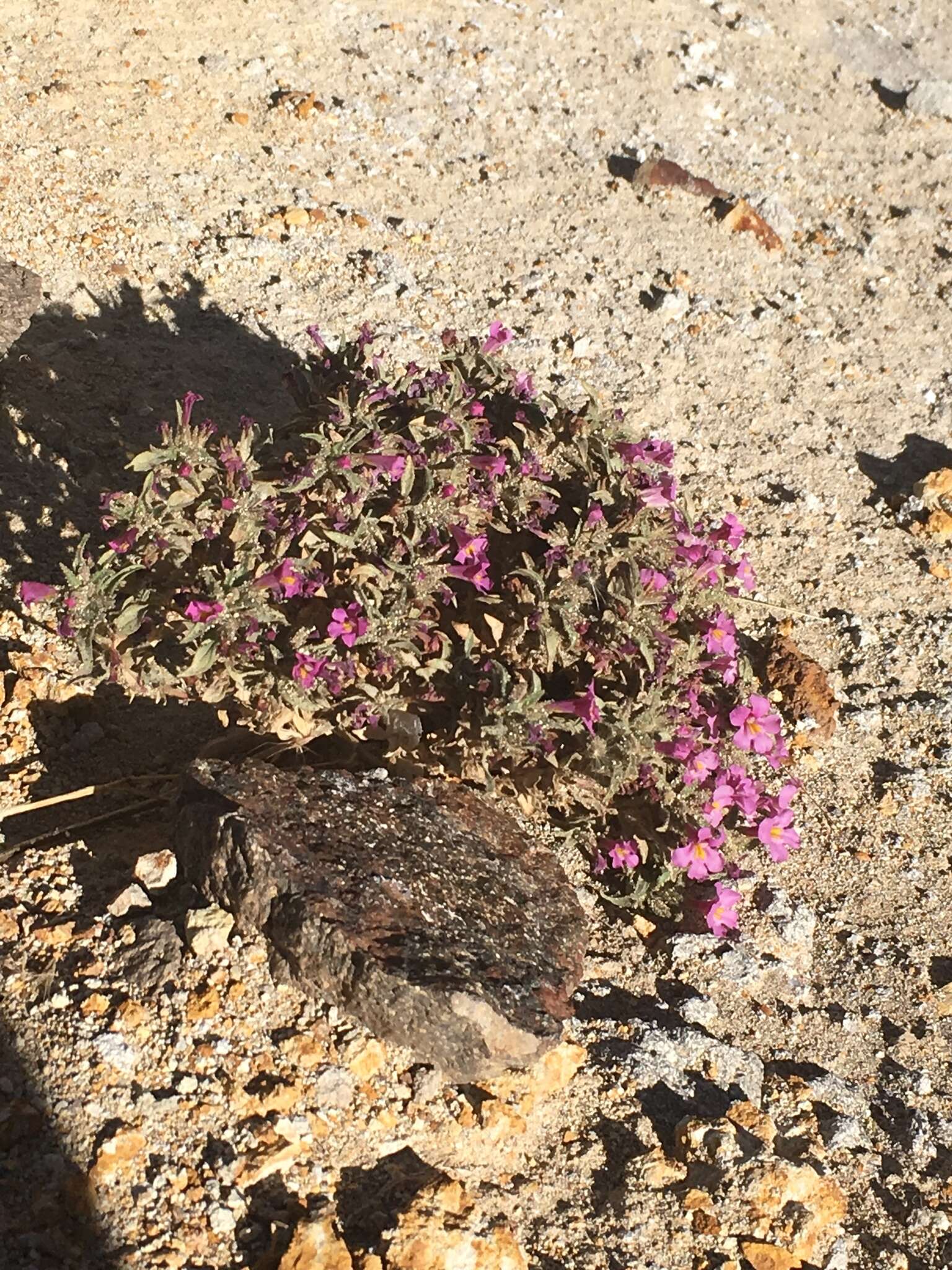 Image of eggleaf monkeyflower