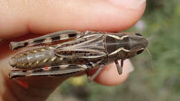 Image of Arcyptera (Pararcyptera) brevipennis subsp. vicheti Harz 1975