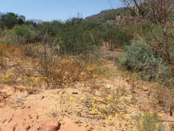 Image of Helichrysum moeserianum Thell.