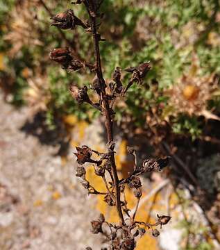 Image de Scrophularia sublyrata Brot.