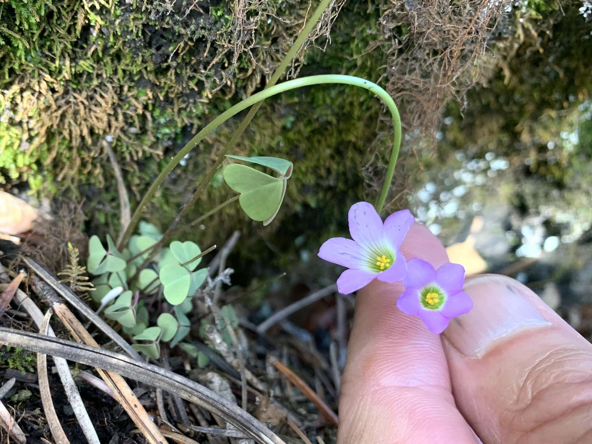 Image of alpine woodsorrel