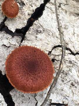 Image of Phaeomarasmius erinaceus (Fr.) Scherff. ex Romagn. 1937