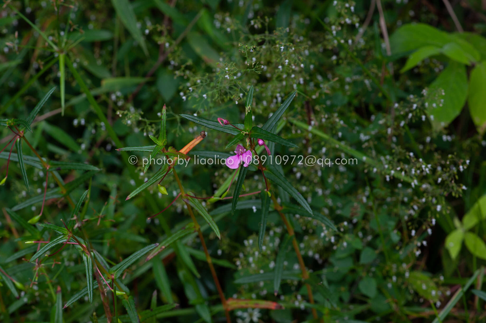 Impatiens chinensis L. resmi