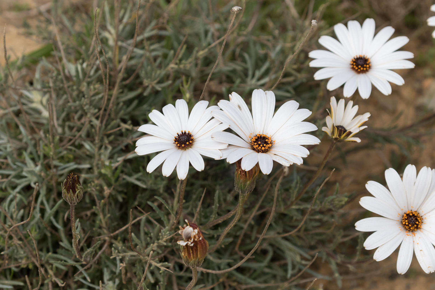 Image of <i>Dimorphotheca <i>nudicaulis</i></i> var. nudicaulis