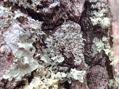 Image of Showman's hypotrachyna lichen