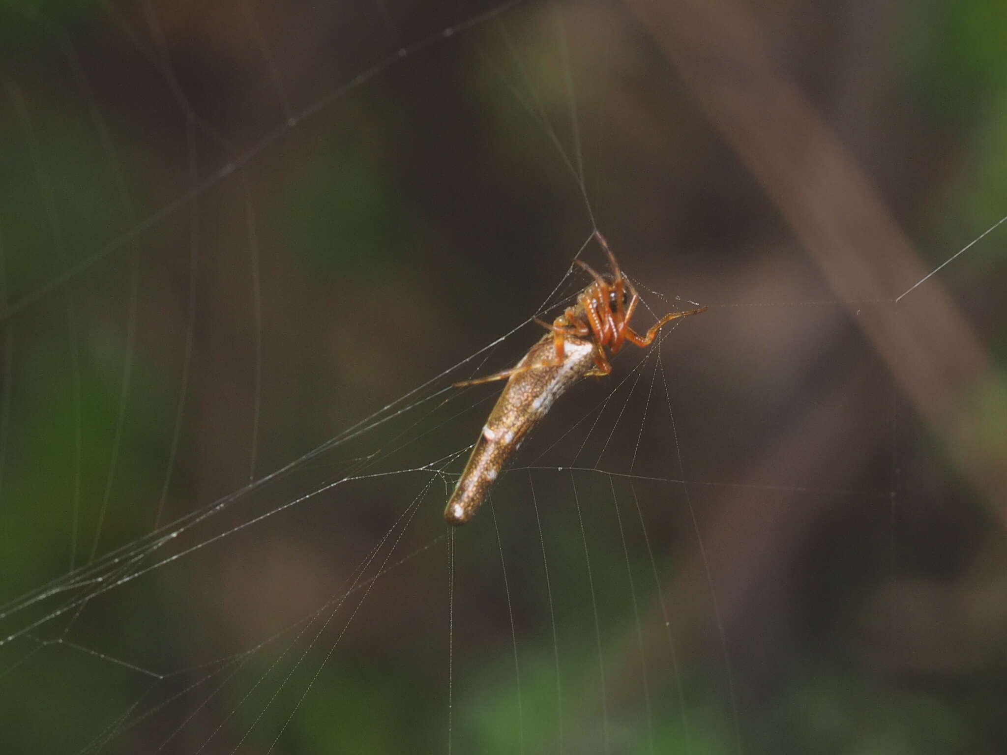 Imagem de Cyclosa bifida (Doleschall 1859)