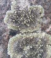 Image of Mougeot's xanthoparmelia lichen