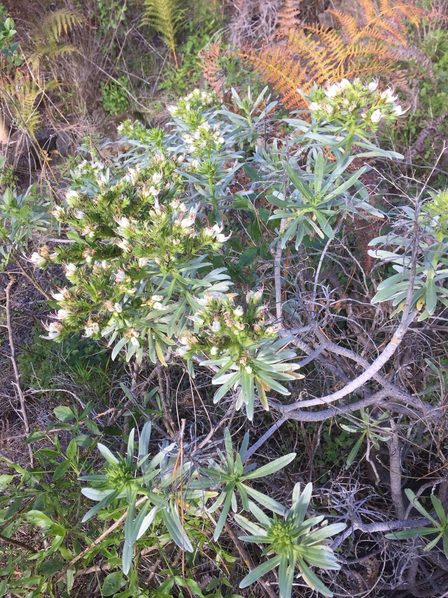 Image of Echium brevirame Sprague & Hutchinson