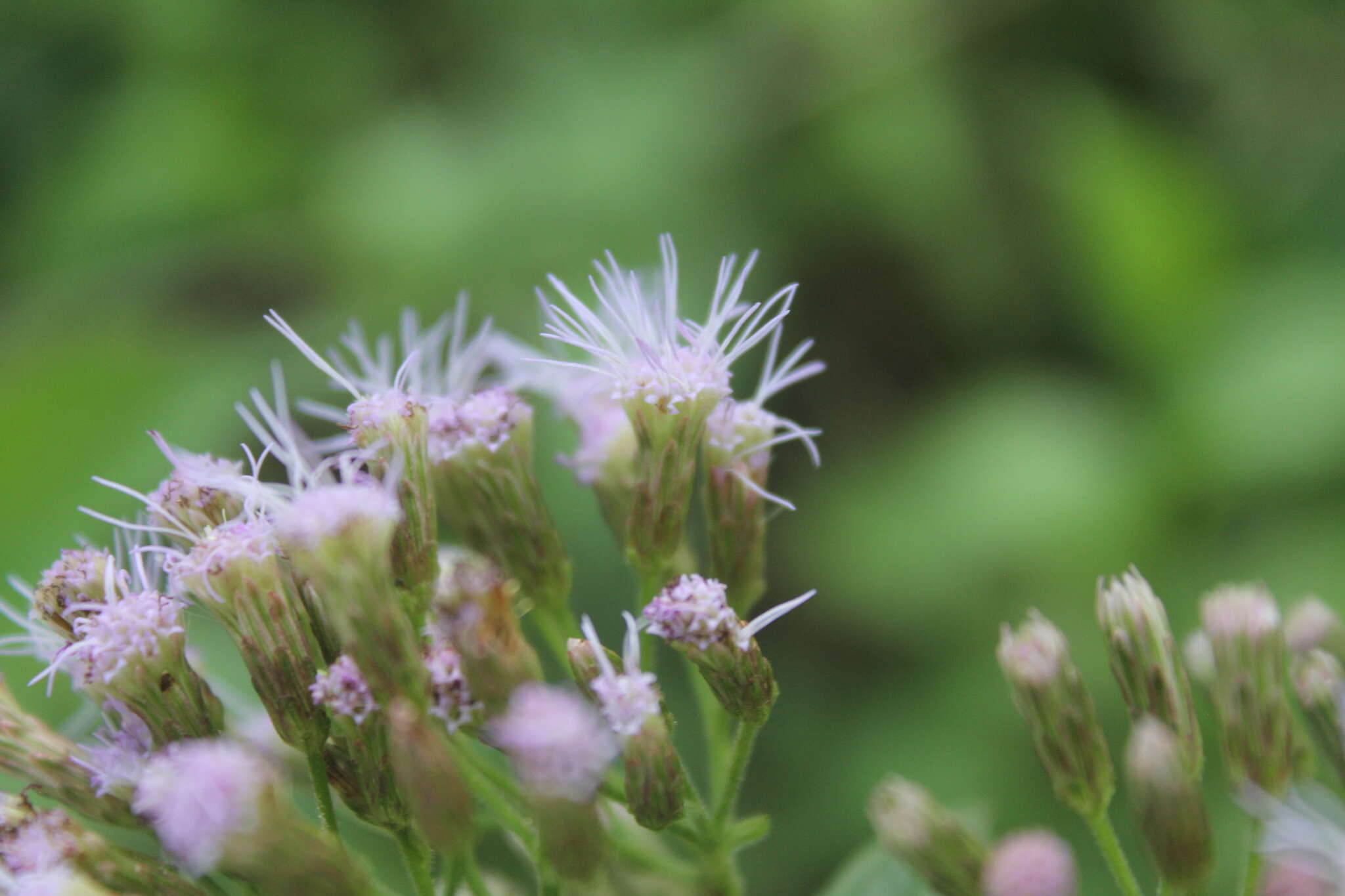 Sivun Chromolaena leivensis (Hieron.) R. King & H. Rob. kuva