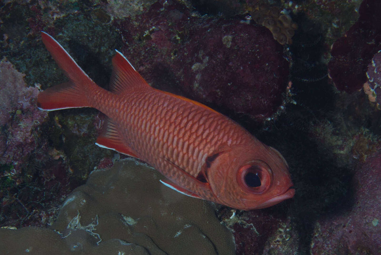 Image of Bigscale Soldierfish