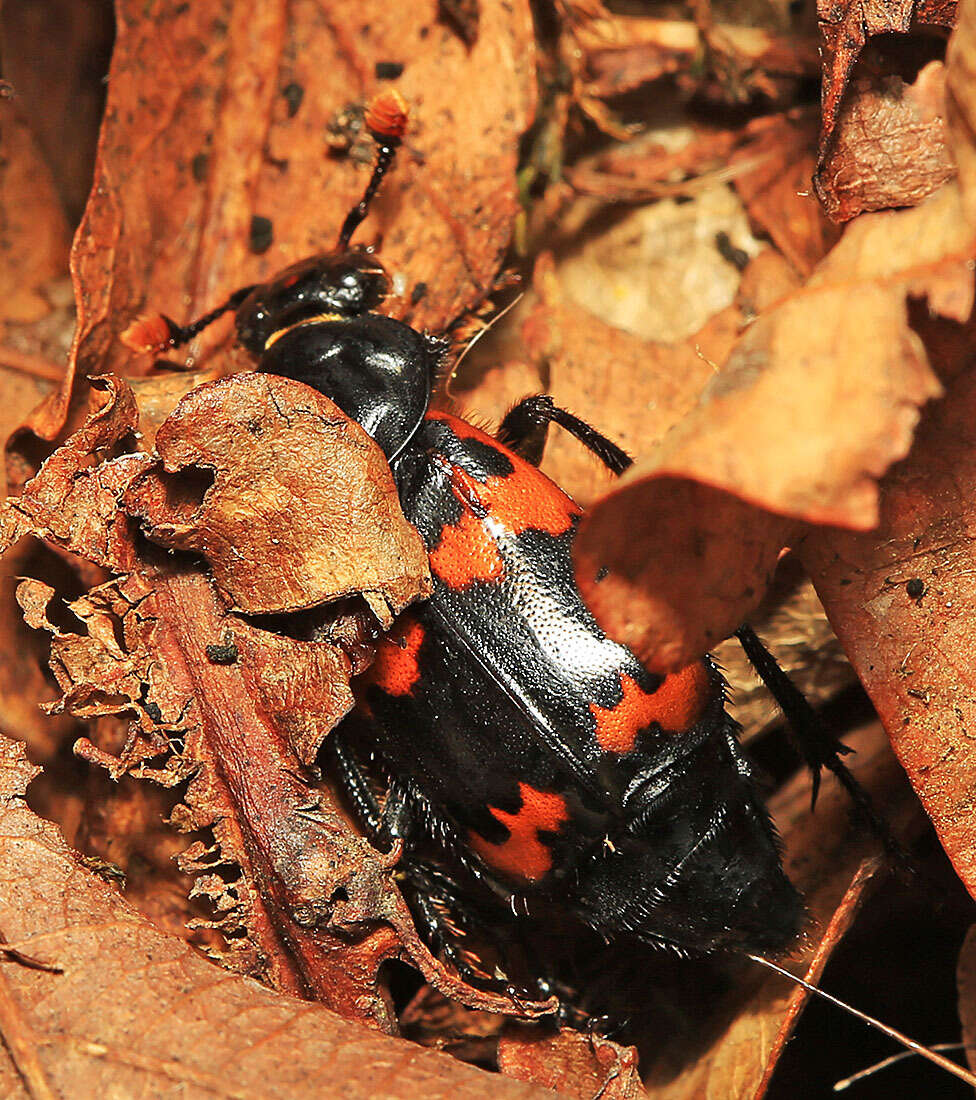 Nicrophorus (Nicrophorus) maculifrons (Kraatz 1877) resmi