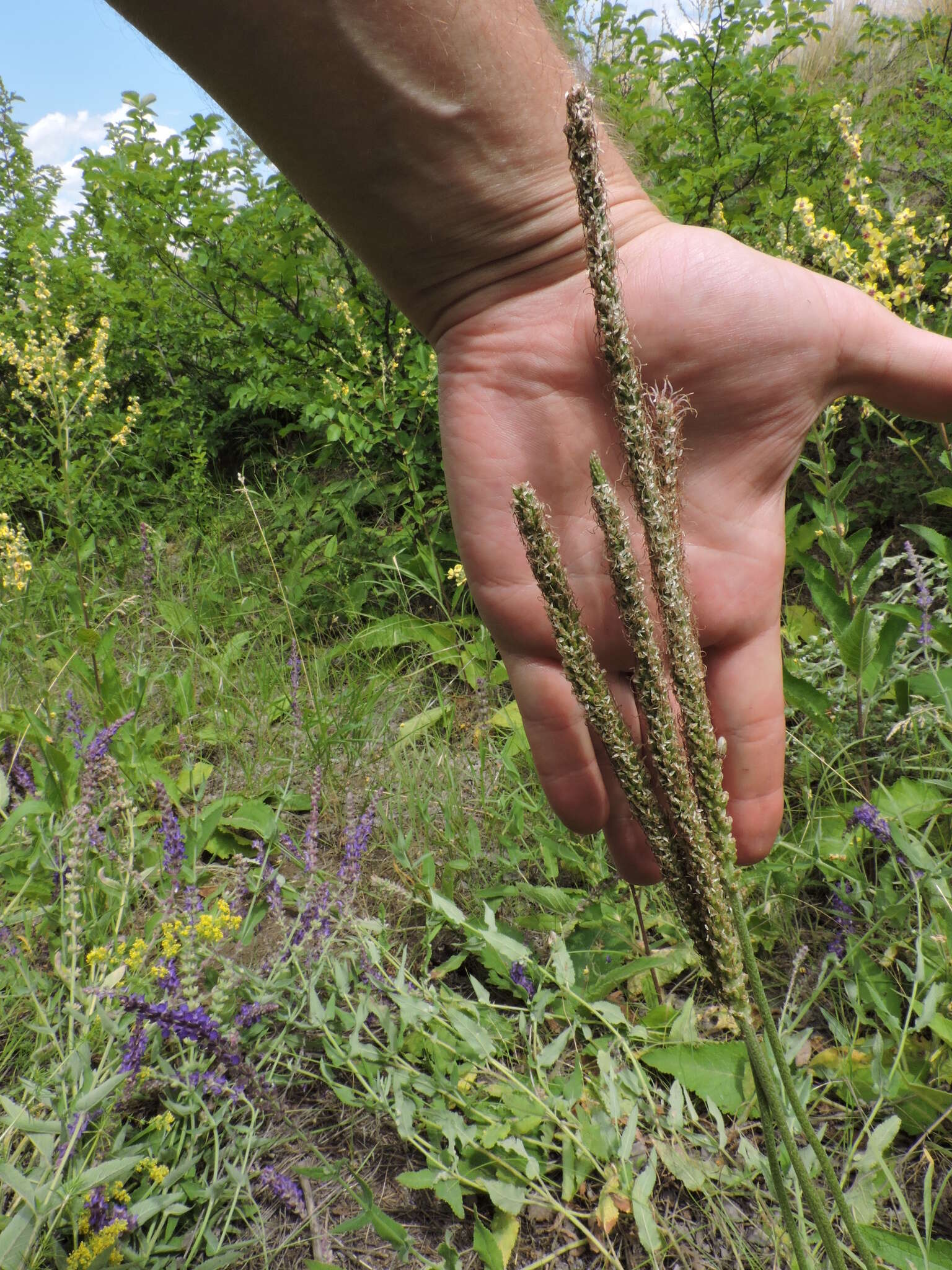 Imagem de Plantago australis subsp. australis