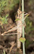 Image of Vagrant grasshopper