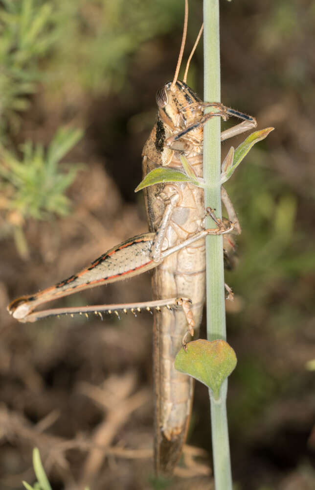 Image of Vagrant grasshopper