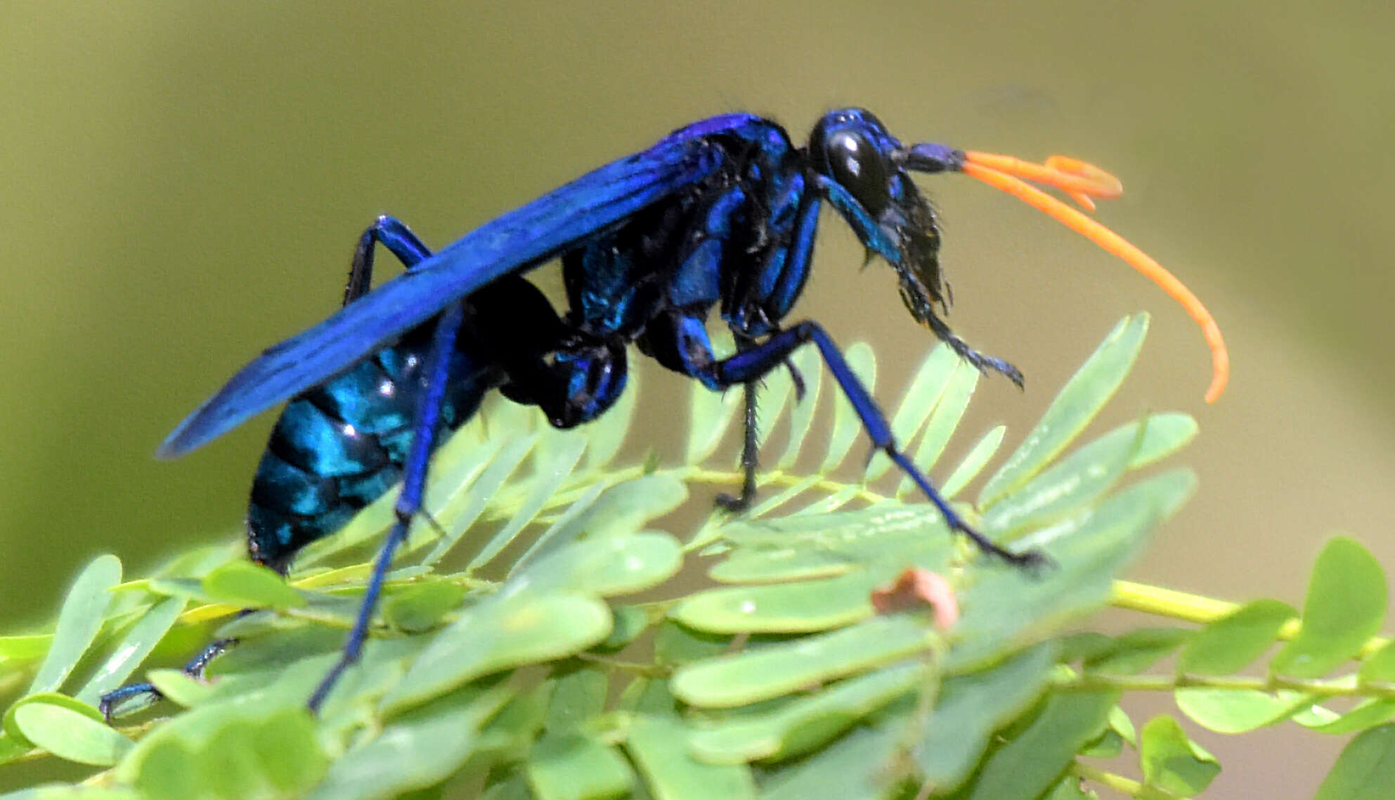 Image of Pepsis ruficornis (Fabricius 1775)