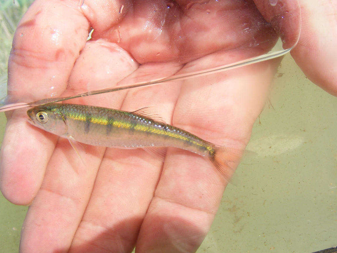 Image of Southern Barred Minnow