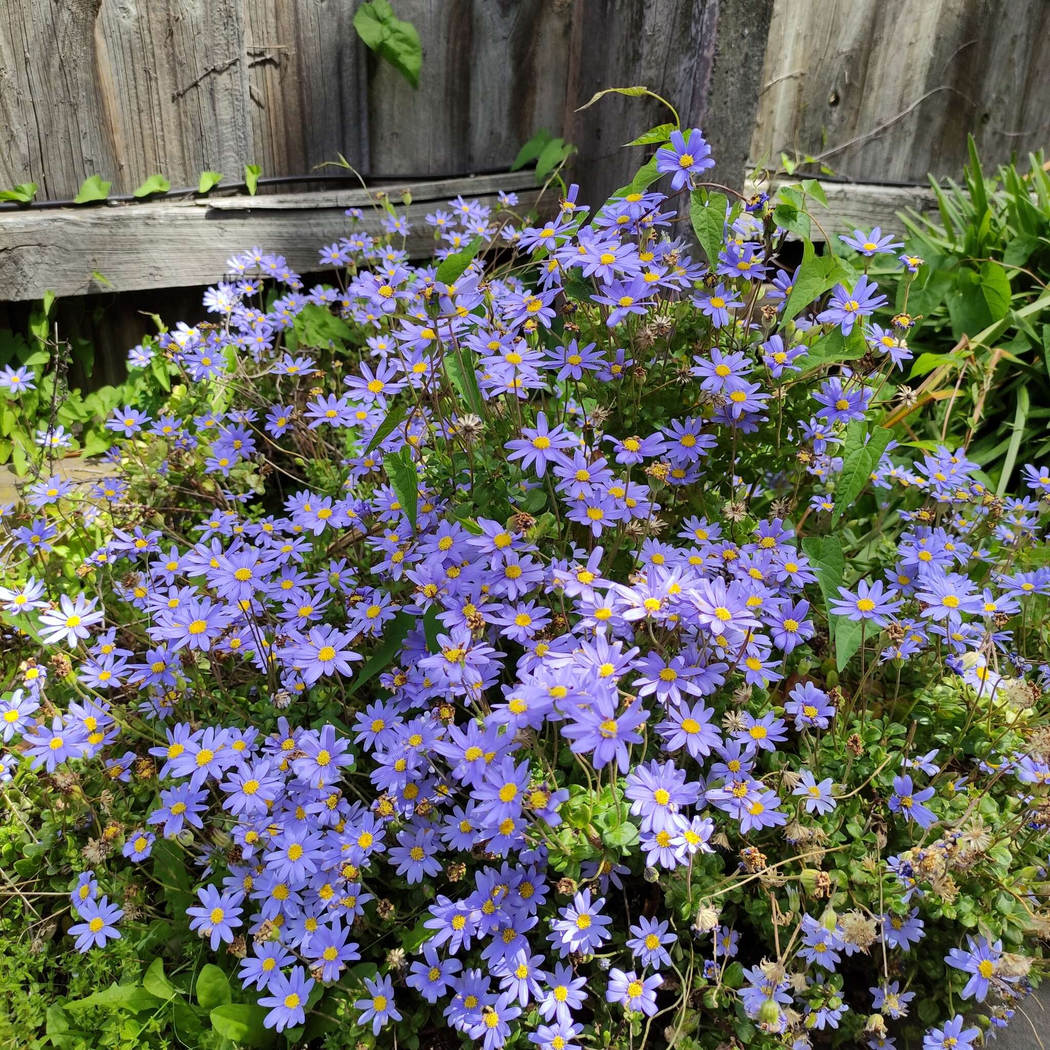 Image of blue daisy