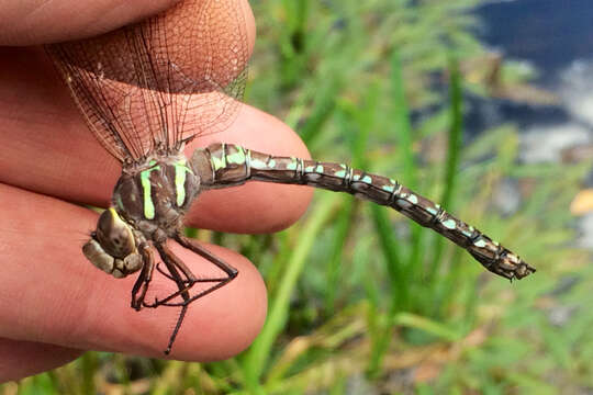 Image of Shadow Darner