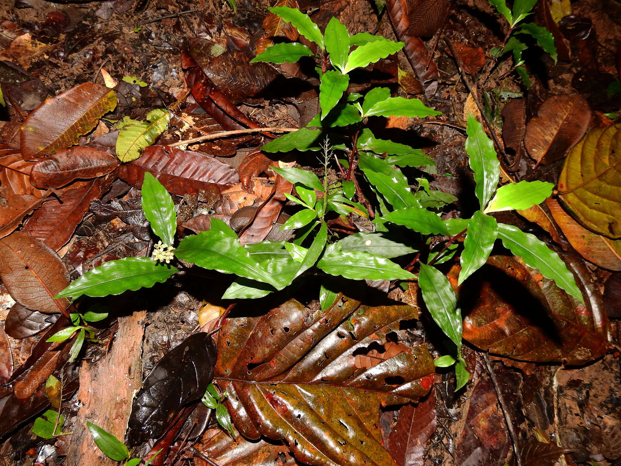 Image de Floscopa peruviana Hassk. ex C. B. Clarke