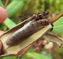 Image of Asimina webworm moth