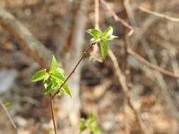 Image de Acalypha chiapensis Brandegee