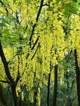 Image of Alpine Laburnum