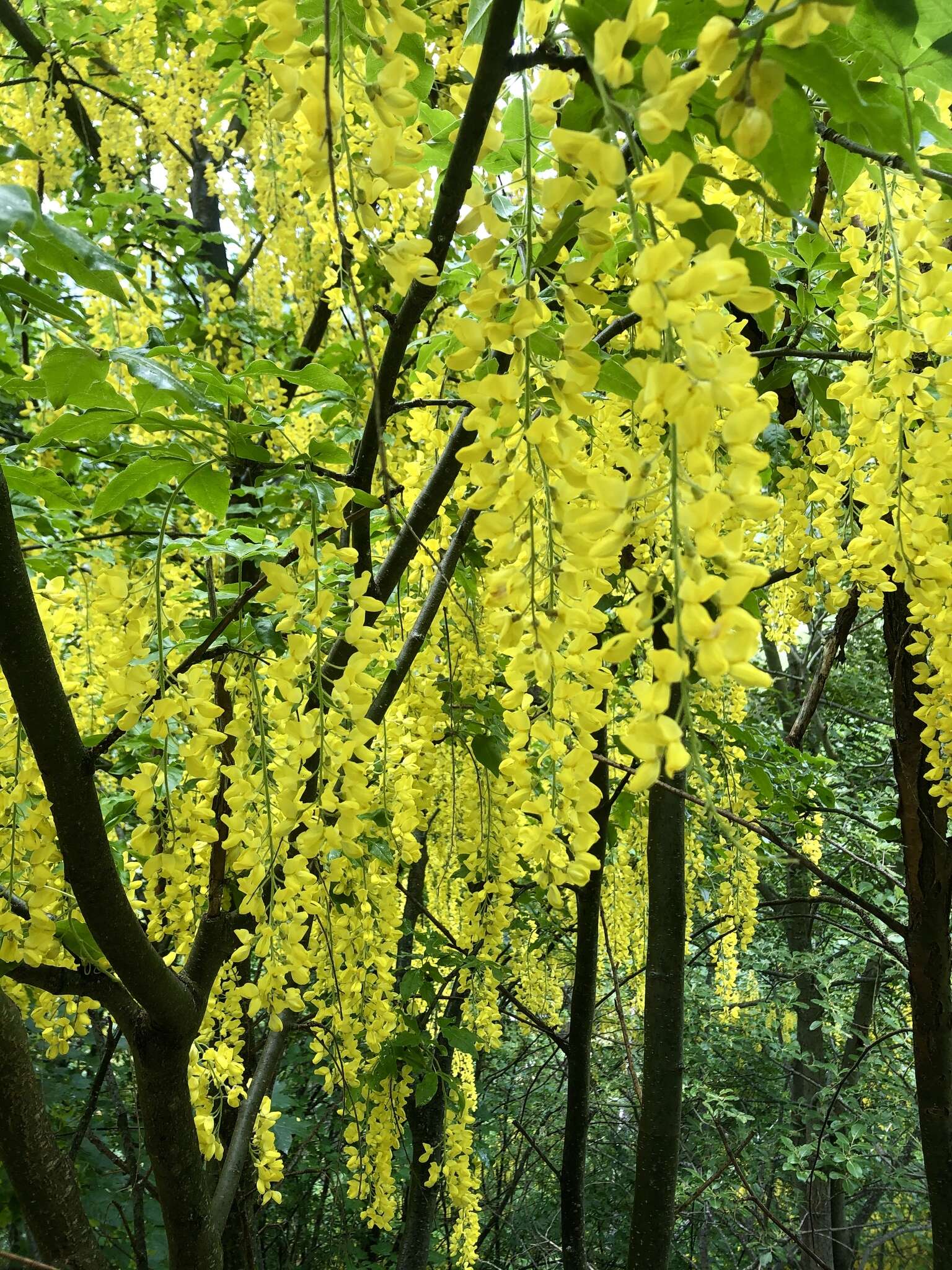 Plancia ëd Laburnum alpinum (Mill.) Bercht. & J. Presl